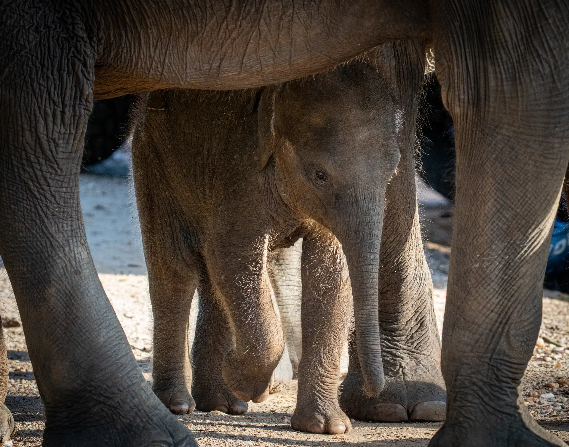 Newborn elephant sheltering between adult elephants, Udawalawe National Park, Sri Lanka
